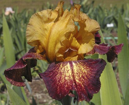 Raging Tiger - tall bearded Iris