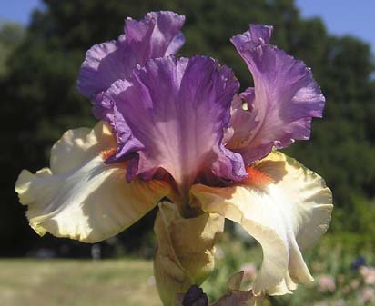 Rainbow Goddess - fragrant reblooming tall bearded Iris