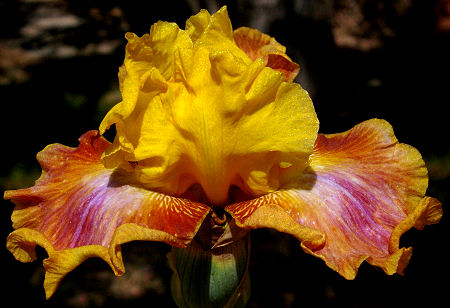 Rainbow Power - fragrant tall bearded Iris