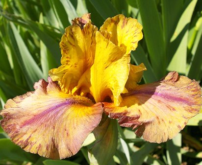 Raku Blaze - tall bearded Iris