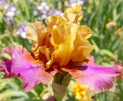 Raku Rogue - tall bearded Iris