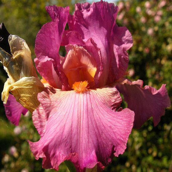 Ramblin' Rose - tall bearded Iris