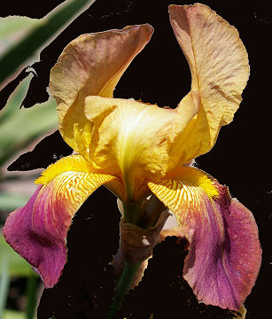 Rameses - tall bearded Iris