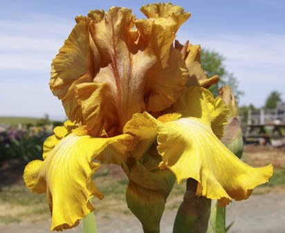 Rancho Grande - reblooming tall bearded Iris