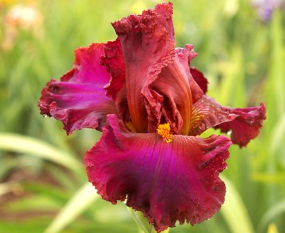 Ransom Note - tall bearded Iris