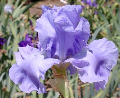 Rapture In Blue - tall bearded Iris