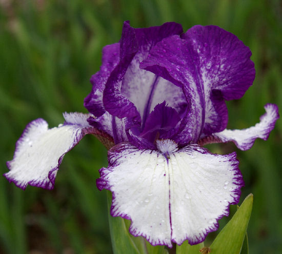 Rare Edition - Intermediate bearded Iris