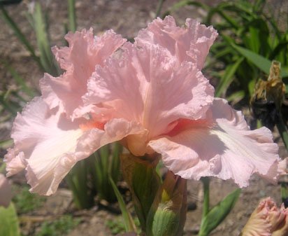 Rare Occasion - fragrant tall bearded Iris