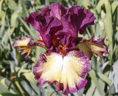 Raspberry Fudge - tall bearded Iris