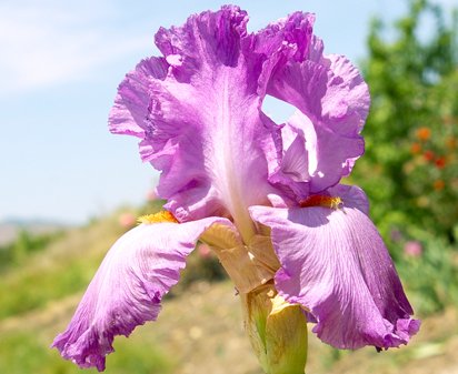 Raspberry Jewelry - tall bearded Iris