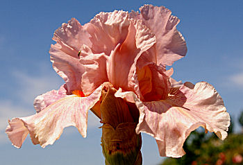 Raspberry Jewelry - tall bearded Iris
