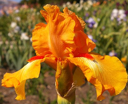 Rave On - tall bearded Iris