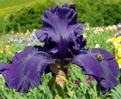 Raven's Quote - fragrant tall bearded Iris