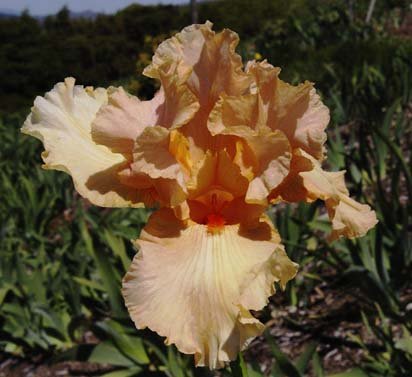 Rebecca Leanne Headrick - fragrant tall bearded Iris