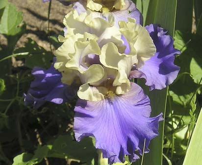 Recurring Delight - fragrant reblooming tall bearded Iris