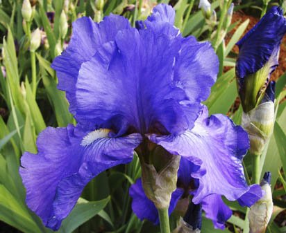Recurring Dream - reblooming tall bearded Iris