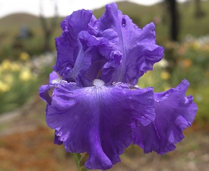 Recurring Fantasy - fragrant reblooming tall bearded Iris