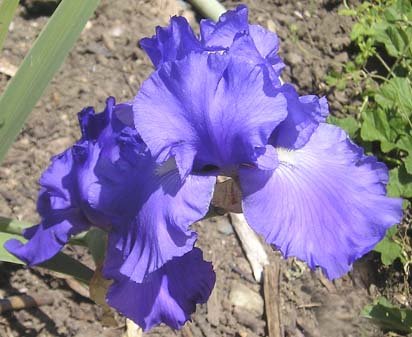 Recurring Ruffles - reblooming tall bearded Iris