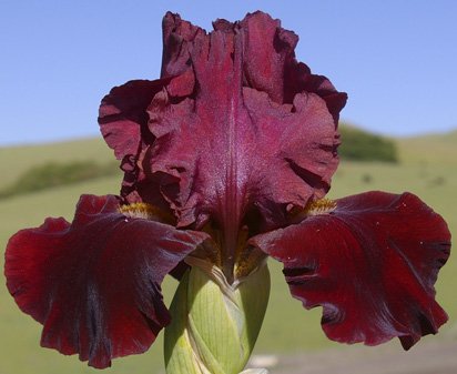 Red At Night - tall bearded Iris