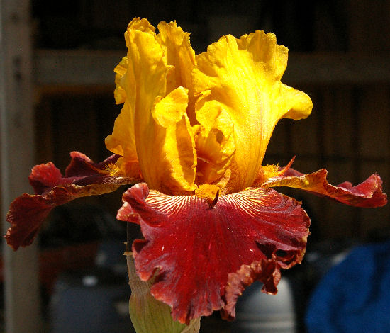 Red Canyon Glow - tall bearded Iris