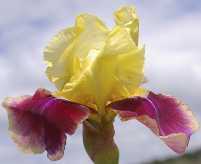 Red Double Double - tall bearded Iris