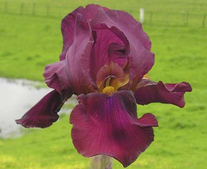 Red Polish - reblooming tall bearded Iris