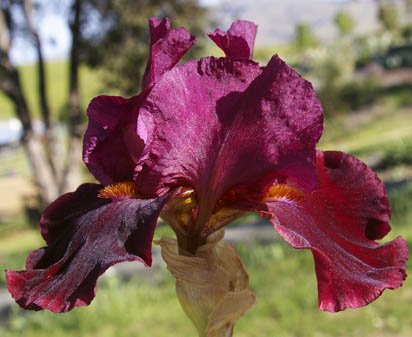 Red Rider - fragrant reblooming tall bearded Iris