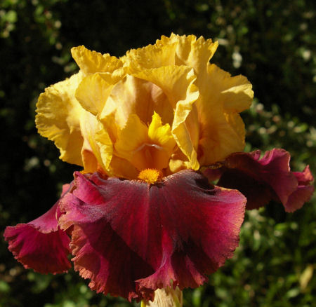 Red Rock Canyon - fragrant reblooming tall bearded Iris