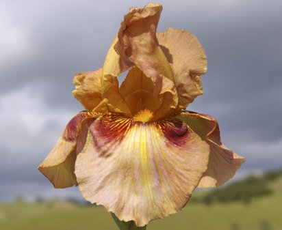 Red Thumbprints - fragrant reblooming border bearded Iris