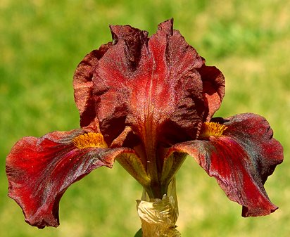 Red Zinger - Intermediate bearded Iris