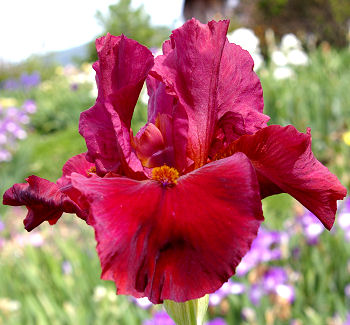 Redhead Winfred - fragrant tall bearded Iris