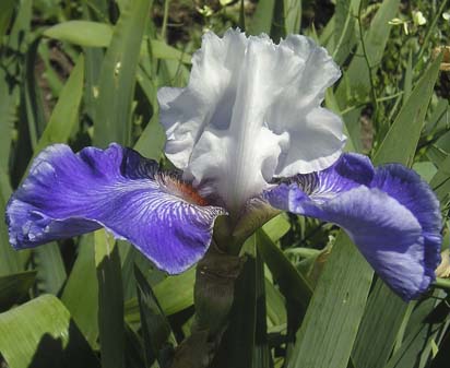 Regal Affair - tall bearded Iris