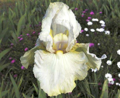 Renown - reblooming tall bearded Iris