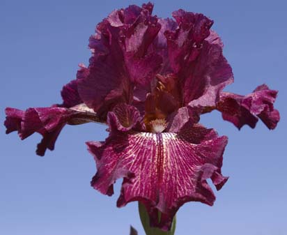 Return to Sender - reblooming tall bearded Iris