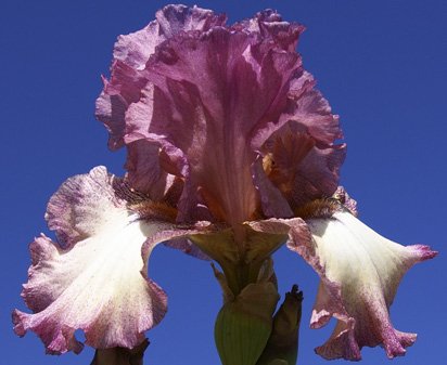 Returning Rose - reblooming tall bearded Iris