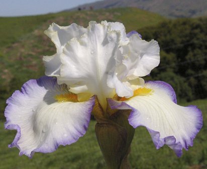 Revere - reblooming tall bearded Iris