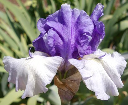 Reversi - fragrant tall bearded Iris
