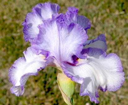 Rhonda Fleming - fragrant tall bearded Iris