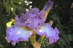Ribbons and Lace - fragrant tall bearded Iris