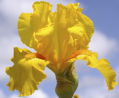 Richard B. Harris - fragrant tall bearded Iris