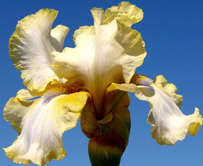 Ride The Tiger - tall bearded Iris