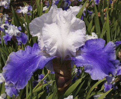 Ride The Wind - tall bearded Iris