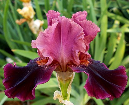 Right Already - tall bearded Iris