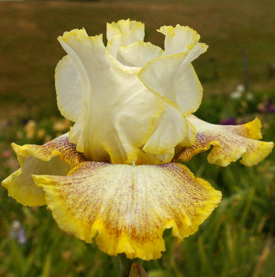 Ring Around Rosie - reblooming tall bearded Iris