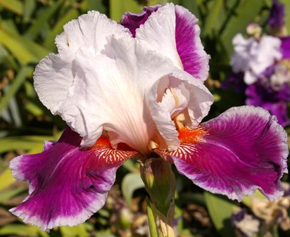 Ringo - reblooming tall bearded Iris