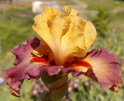 Rio - tall bearded Iris