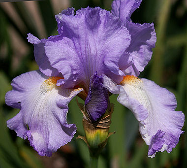 Rippling Waters - tall bearded Iris