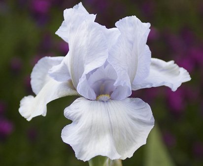 River Avon - tall bearded Iris