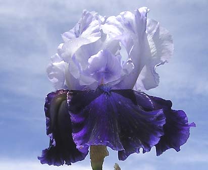 River Hawk - tall bearded Iris