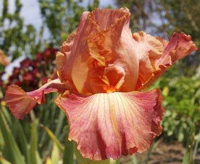 Role Model - fragrant tall bearded Iris